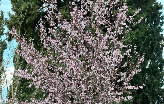 Батюшка Илий совершил литургию Иоанна Златоуста на Афоне. 